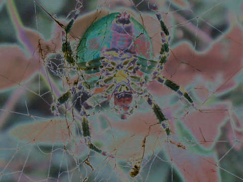 Friendly spider