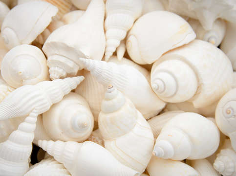 White seashells 9355