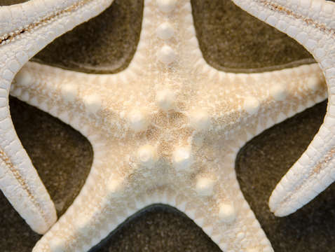 Three starfish 9529