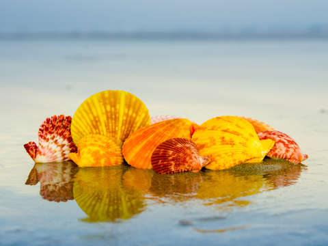Noble scallop chlamys senatoria nobilis 3400