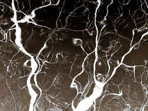 Branches dancing
