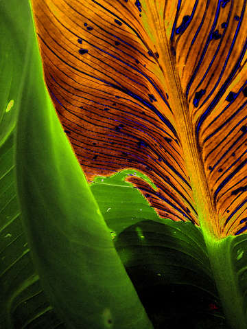 Tropical light leaves a