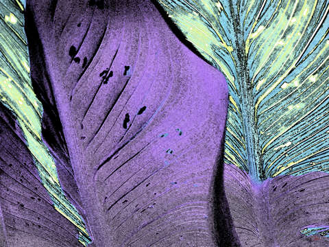 Lilac leaves