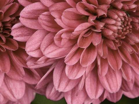 Peonies 7