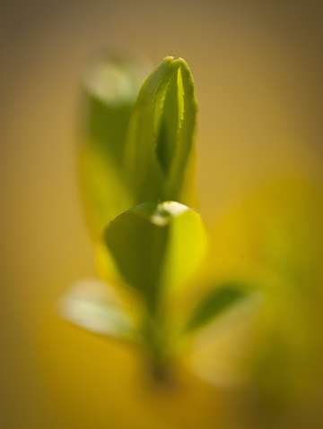 Spring bud