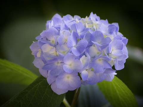 Hydrangea 4