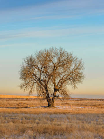 That lone tree