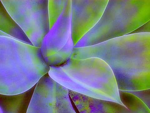 Agave 1