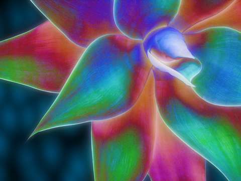 Agave 2