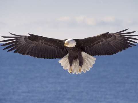 Bald eagle in flight