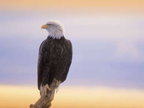 Bald eagle perched