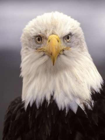 Bald eagle portrait