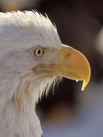 Bald eagle portrait 2