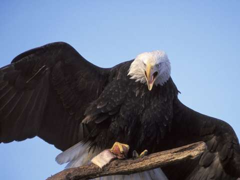 Bald eagle with dinner