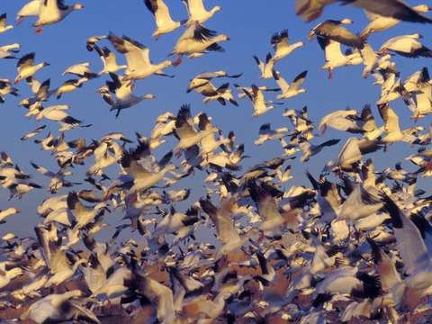 Geese in flight