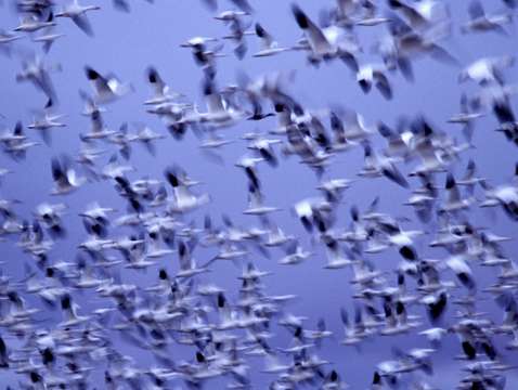Snow geese in flight