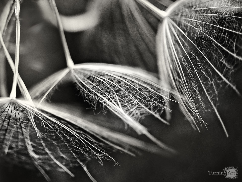 Filament l