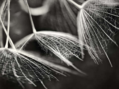 Filament l