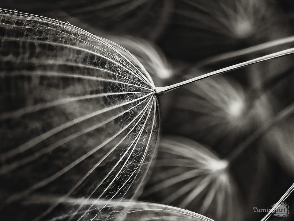 Filament ll