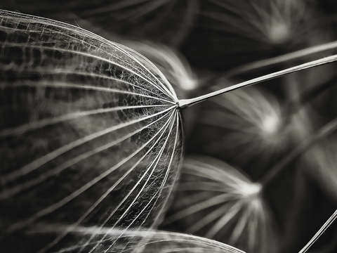 Filament ll