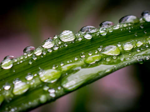 Drops