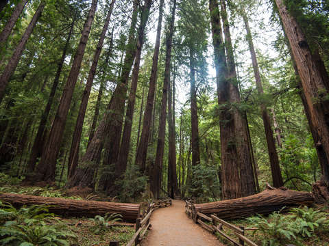 Muir woods national monument