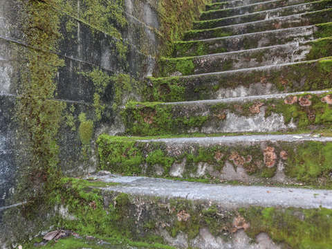 Moss covered stairs seattle