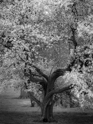 Flowering tree