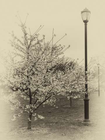 Flowering trees in sepia