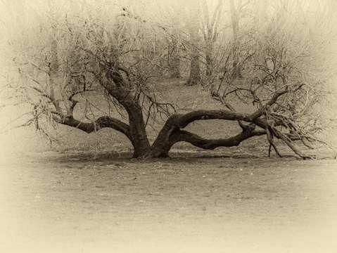 Snake tree