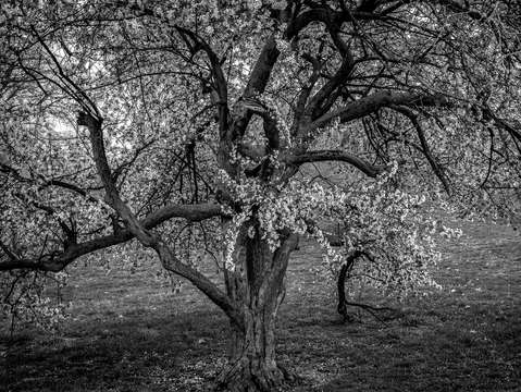 Spring revival
