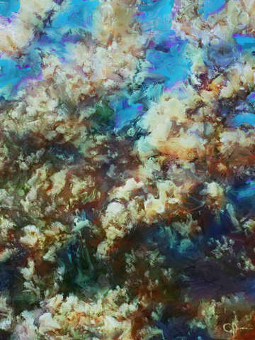 Magnolia 17