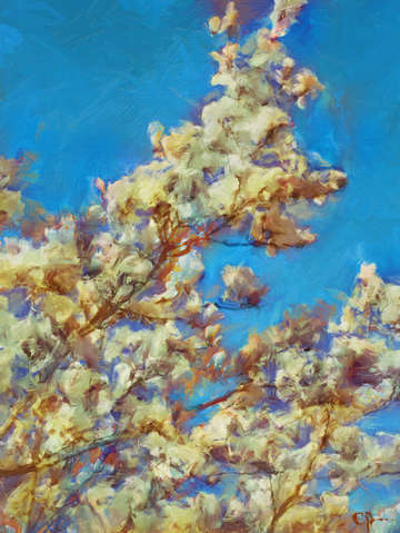 Magnolia ii 17