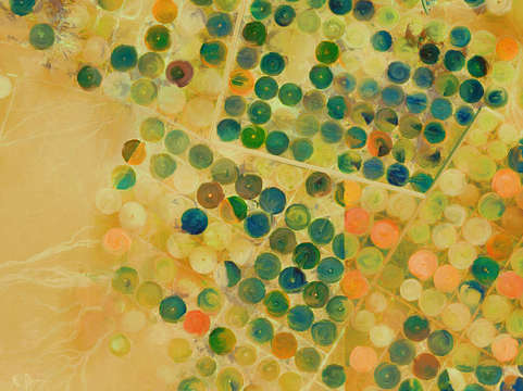 Circle crops of wadi saudi arabia aerial view