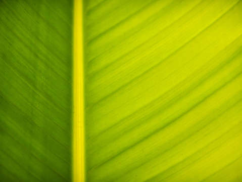 Palm leaf macro abstract