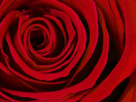 A rose for valentines day