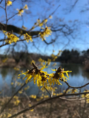 Witch hazel flowers
