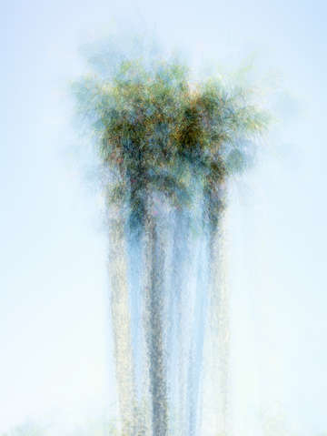 3 palms
