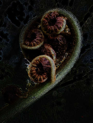 Art deco fern 001