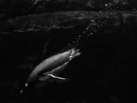 Penguin on the move