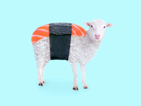 Susheep 2
