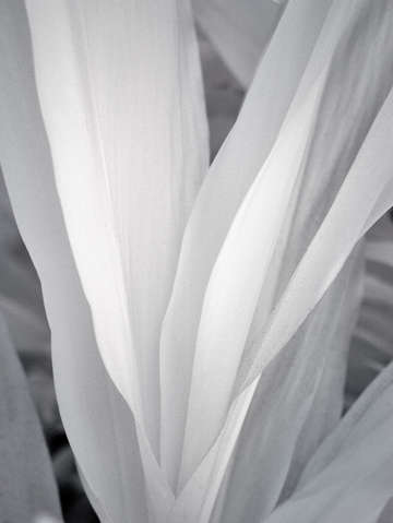 Veil 2