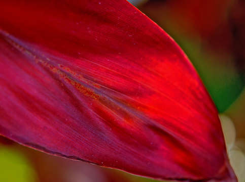 Red ti 1