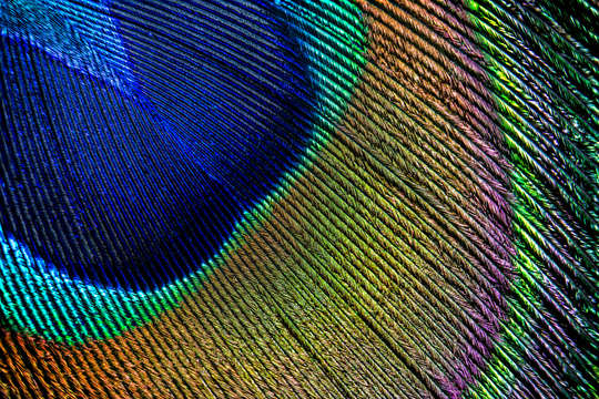 Peacock feather macro