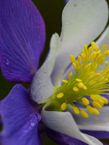 Columbine detail