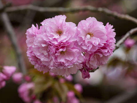 Cherry blossoms 1