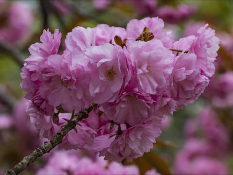 Cherry blossoms 2 4