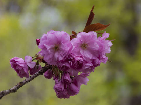 Cherry blossoms 3 3