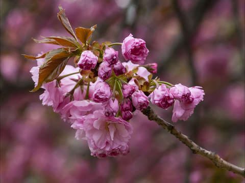 Cherry blossoms 5 2