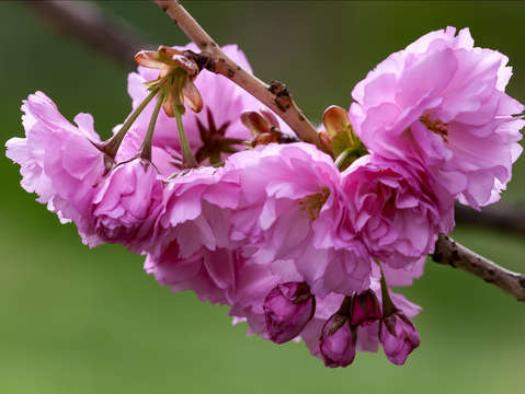 Cherry blossoms 6 2